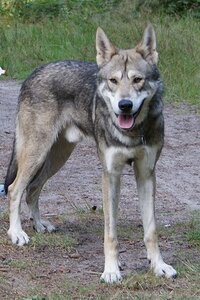 オオカミと犬の交配はありますが 同じイヌ科の狸とキツネのハー Yahoo 知恵袋