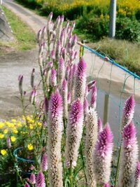 かわいい かっこいい花の名前を探しています あなたの好きな花ま Yahoo 知恵袋