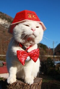 かご猫シロのかわいい写真をたくさんください 私の待受画面は Yahoo 知恵袋