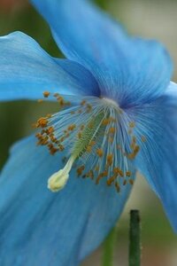 お花の香りで好きなものは 何のお花ですか 水仙カサブラ Yahoo 知恵袋