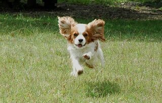 大至急 犬が下剤を 今下剤を飲もうとしたら手が滑ってしま Yahoo 知恵袋
