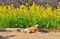 犬が明太子を食べた 自分の犬がついさっきテーブルに置いてあった明太子を5本 Yahoo 知恵袋