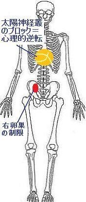 太陽神経叢 とはなんですか 調べてもよくわかりません 教えてください お願い Yahoo 知恵袋