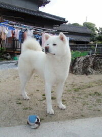 わさおって本当に秋田犬なんですか 私にはサモエドのミックス犬にしか見えません Yahoo 知恵袋