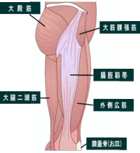 張 大腿 筋 作用 膜 筋