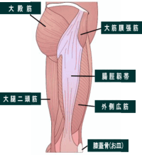 大腿筋膜張筋は膝関節の屈曲と伸展に働くそうですが いまいちイメージ Yahoo 知恵袋