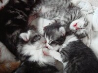 ベンジャミン 観葉植物 は食べたら毒ですか 六歳の猫を飼っています 最近のブー Yahoo 知恵袋