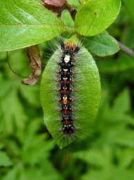 もみじの害虫毛虫で 色は黒地に蛍光色の黄色とか緑色がカラフルにあります でっ Yahoo 知恵袋