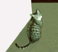 ご飯を少量しか食べない猫 今８ヶ月です 元々食が細いのですが最 Yahoo 知恵袋