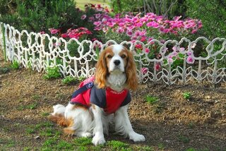 犬は葉っぱなど食べると聞きましたが 食べてはいけない植物もありますか Yahoo 知恵袋