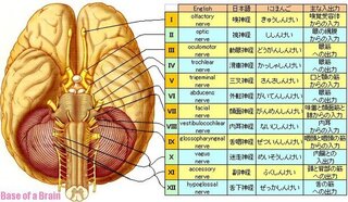 Yahoo!知恵袋脳について
脳神経の12の神経について詳しく教えてくださいm(_ _)m
