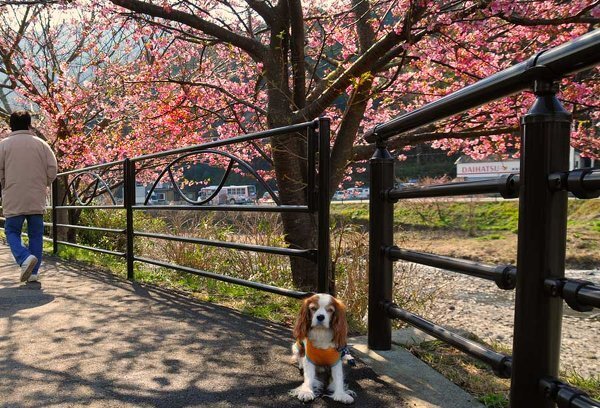 犬が頭を打ったのですが 大丈夫なのでしょうか 飼い犬を抱っこしていて Yahoo 知恵袋