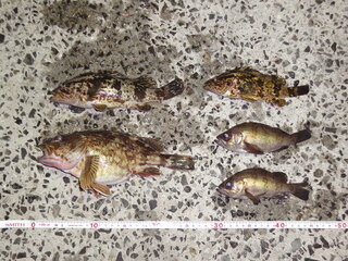 根魚についてです 穴釣りで釣れるガシラ かさご メバルソイの見分け方を教えて Yahoo 知恵袋