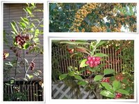 アから始まる４文字の花って何がありますか 知ってる限り教えてください Yahoo 知恵袋