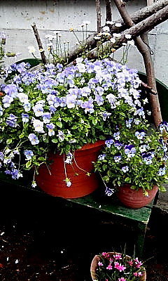 パンジー ビオラ バコパの上手な育て方を教えて下さい 花数がたくさ Yahoo 知恵袋