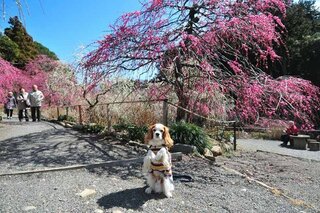 愛犬がたまねぎを食べてしまったらミニチュアダックスフントの愛犬がいます 今 Yahoo 知恵袋