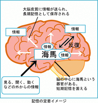 Yahoo!知恵袋感覚の記憶におけるシナプスの役割とはなんですか?教えてください。