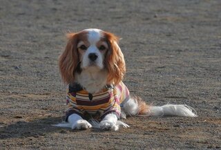 犬の前で彼と喧嘩したら犬がいきなり飛びついてきました 先日彼と大喧嘩しました Yahoo 知恵袋