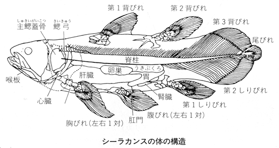 肉鰭類と肺魚類の違いって何ですか あとハイギョやシーラカンスって肺呼吸 Yahoo 知恵袋