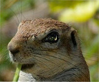 フォトショップで 目に光 を追加する方法を教えてください 添付の写真です Yahoo 知恵袋