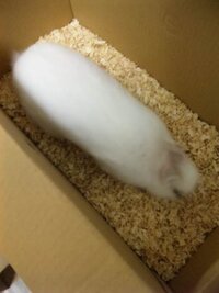 うさぎさんについて質問です 敷材として市販のうさぎ用白樺チップをいれたので Yahoo 知恵袋