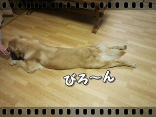 うちの犬のうつ伏せが変なのですが うちの犬のうつぶせ状態な Yahoo 知恵袋