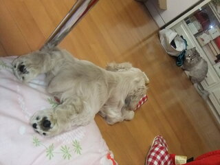 うちの犬のうつ伏せが変なのですが うちの犬のうつぶせ状態な Yahoo 知恵袋