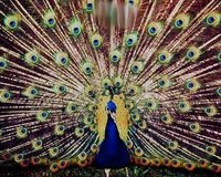Peacock ってどんな意味ですか ピーコック は夫の Yahoo 知恵袋