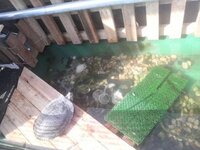 プラ舟を使ったカメ池の作り方を教えて下さい 予算は１５０００円前後までです Yahoo 知恵袋