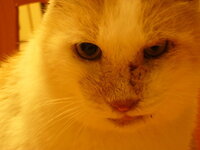 猫の左右の瞳孔の大きさが違う うちの１４歳のメス猫の目の瞳孔が Yahoo 知恵袋