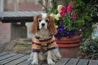 ペットの犬が謝ってティッシュペーパーを一枚食べてしまいました ウンチで出 Yahoo 知恵袋
