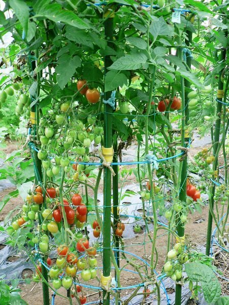 ミニトマトって７ヶ月の間で何段まで収穫できるものなのでしょうか Yahoo 知恵袋