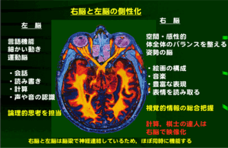 右脳と左脳の働きについて 右脳と左脳ができることを別々に教えて下さい 例 Yahoo 知恵袋