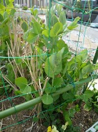 エンドウが枯れかけています これはなにが原因でしょうか Yahoo 知恵袋