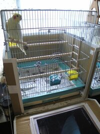 小鳥が夜 止まり木に止まりません 小鳥が夜 止まり木ではな Yahoo 知恵袋