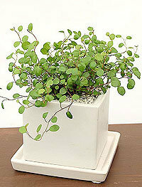 また観葉植物についての質問です 確か名前はワイヤーブラシという名前 Yahoo 知恵袋