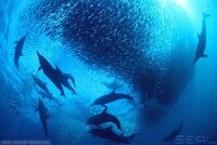 いわしの大群ってなんて言うんやったっけ いわしの大群が外国の海で丸く集 Yahoo 知恵袋