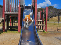 至急 犬の散歩が面倒なんです でも 散歩に行かなければ犬 Yahoo 知恵袋