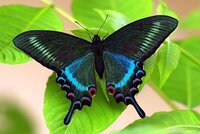 日本で一番美しい蝶は何でしょうか あなた様にとって日本一美 Yahoo 知恵袋