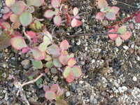 ミセバヤ って冬に枯れますか ミセバヤを購入したいと思 Yahoo 知恵袋