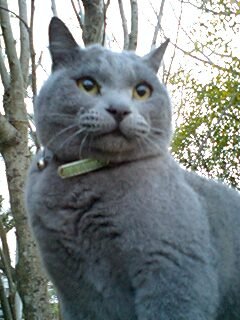 雑種の猫でグレーシルバーの色の猫って存在しますか？ - こんな感 