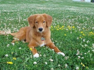 ダウンロード ゴールデン レトリバー 小さい 版 ただかわいい犬