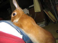 うさぎの餌オレンジの皮 干したやつ は あげて大丈夫でしょうか 結論か Yahoo 知恵袋