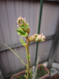 ブルーベリーの花芽について教えてください 花芽と葉芽はど Yahoo 知恵袋