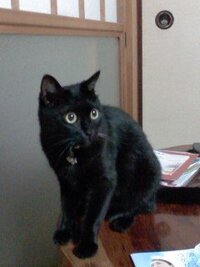 飼い猫の噛みつきと足キックについて ご質問です 6月で1歳になる雄猫です Yahoo 知恵袋