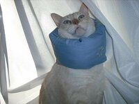 猫のタオル地のエリザベスカラーについて教えて下さい 高齢の猫で Yahoo 知恵袋