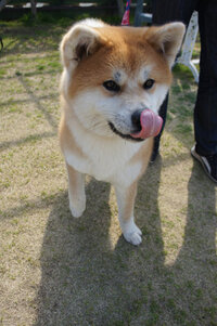 秋田犬は 素人が飼っちゃいけない犬種なんですか 柴の飼育経験はあり Yahoo 知恵袋