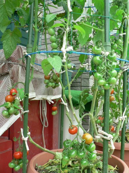 プランター栽培でミニトマトは2株いけますか 60ｃｍ 40ｃ Yahoo 知恵袋