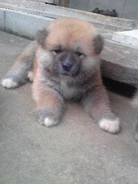 秋田犬 サモエド バーニーズマウンテンドッグの仔犬で一番可愛い Yahoo 知恵袋