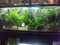 熱帯魚の混浴について質問です えっとグッピーとネオンテトラとエンゼル Yahoo 知恵袋